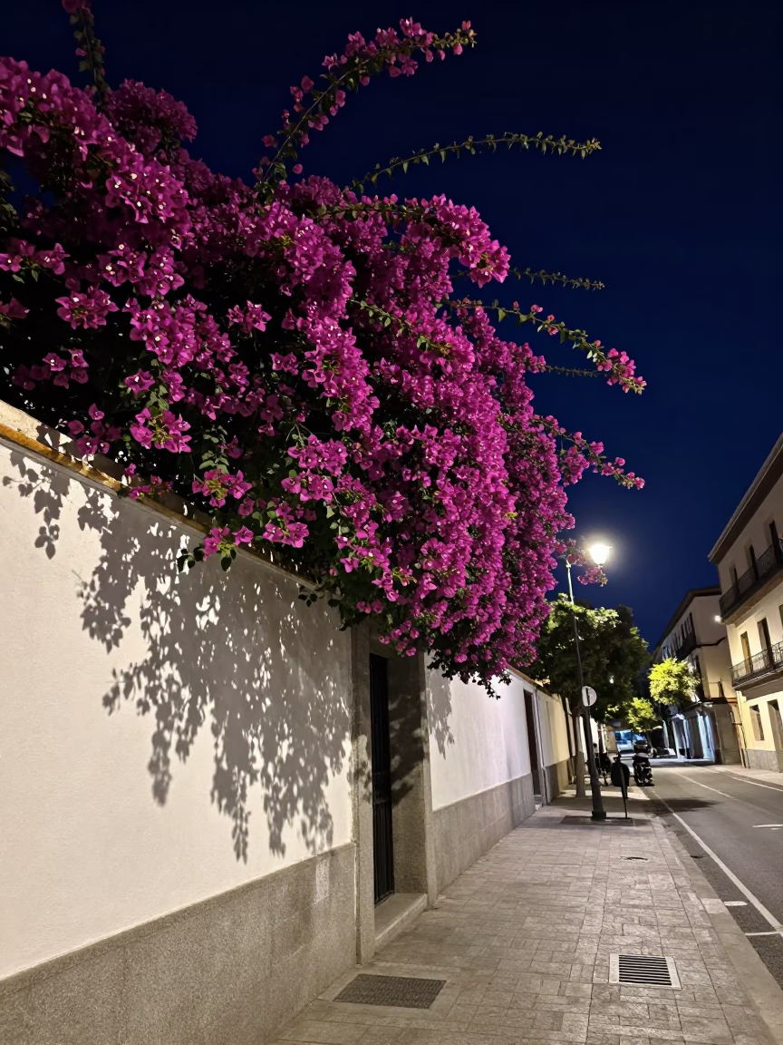 Deep Night Madrid Spain Bougainvillea White Wall Street Scene Cinematographic Shot in in Madrid, Spain