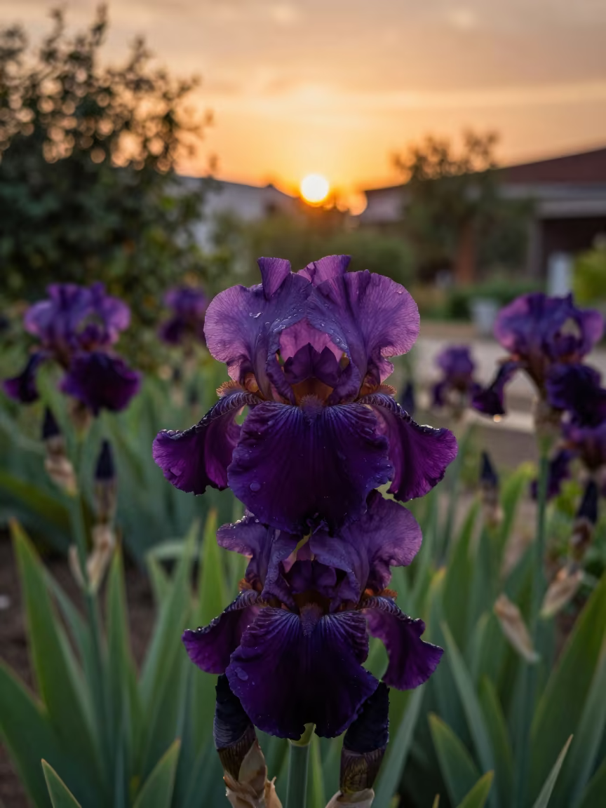 Deep Purple Bearded Irises Near Thessaloniki at Sunset in near Thessaloniki