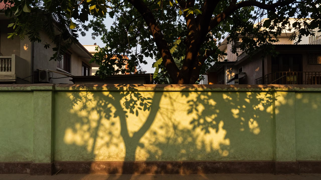Delhi Leaf Shadows at Honeyed Evening Light in in Delhi, India
