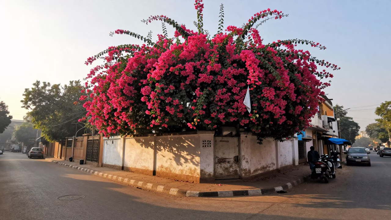 Delhi Sunrise Street Scene with Bougainvillea and Handkerchief in 2000s India in in Delhi, India