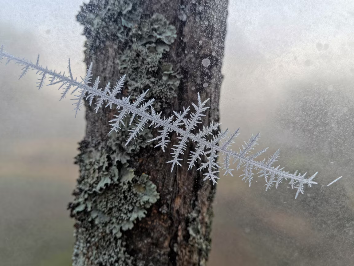 Dendritic Frost Patterns on Glass Near Lichen Bark in on lichen-covered bark near Nawabshah