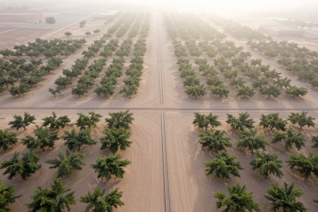 Desert Tracks Above Muscat Orchards Dawn in far above orchard blocks and irrigation lines near Muscat