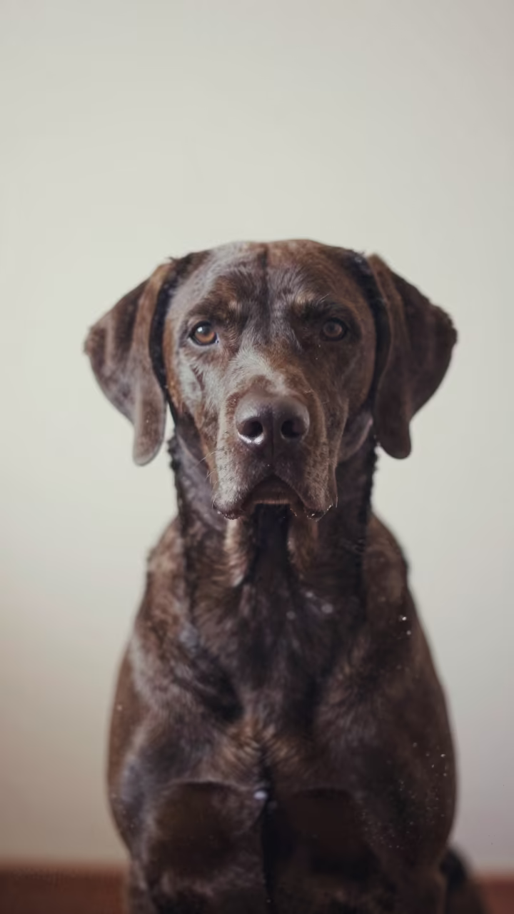 Deutscher Wachtelhund Portrait with Weathered Dignity in beside a plain plaster wall in soft indoor light with the animal centered in frame in Settat