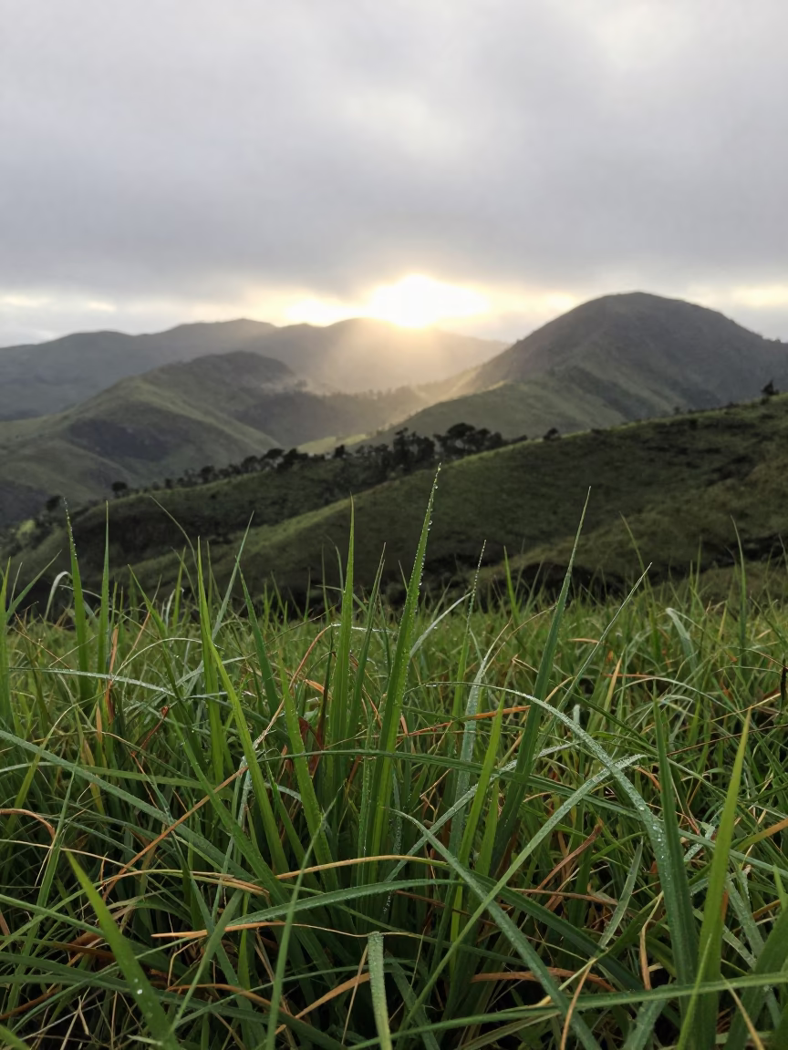 Dew Drops on Grass Comoros Foothills Sunrise in from a ridge above layered foothills in Comoros