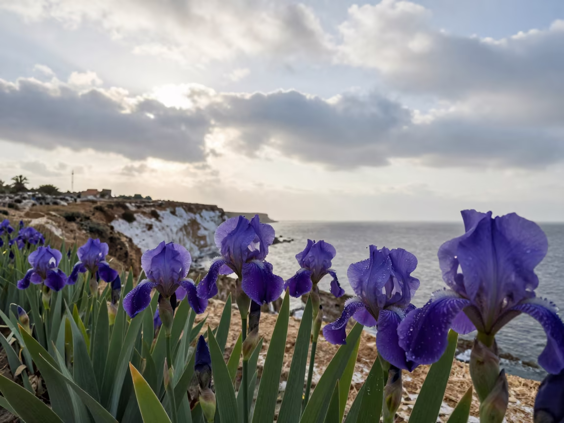 Dew Heavy Wild Iris Cliff Edge Tunisia in along a salt-sprayed cliff edge in Tunisia
