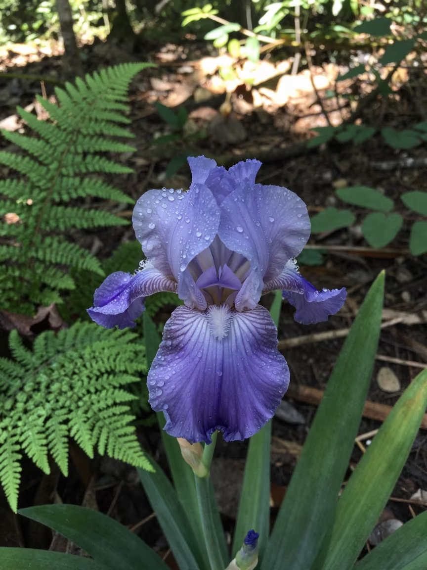 Dew Heavy Wild Iris in Midmorning Light in on a fern-lined forest floor near Bertoua