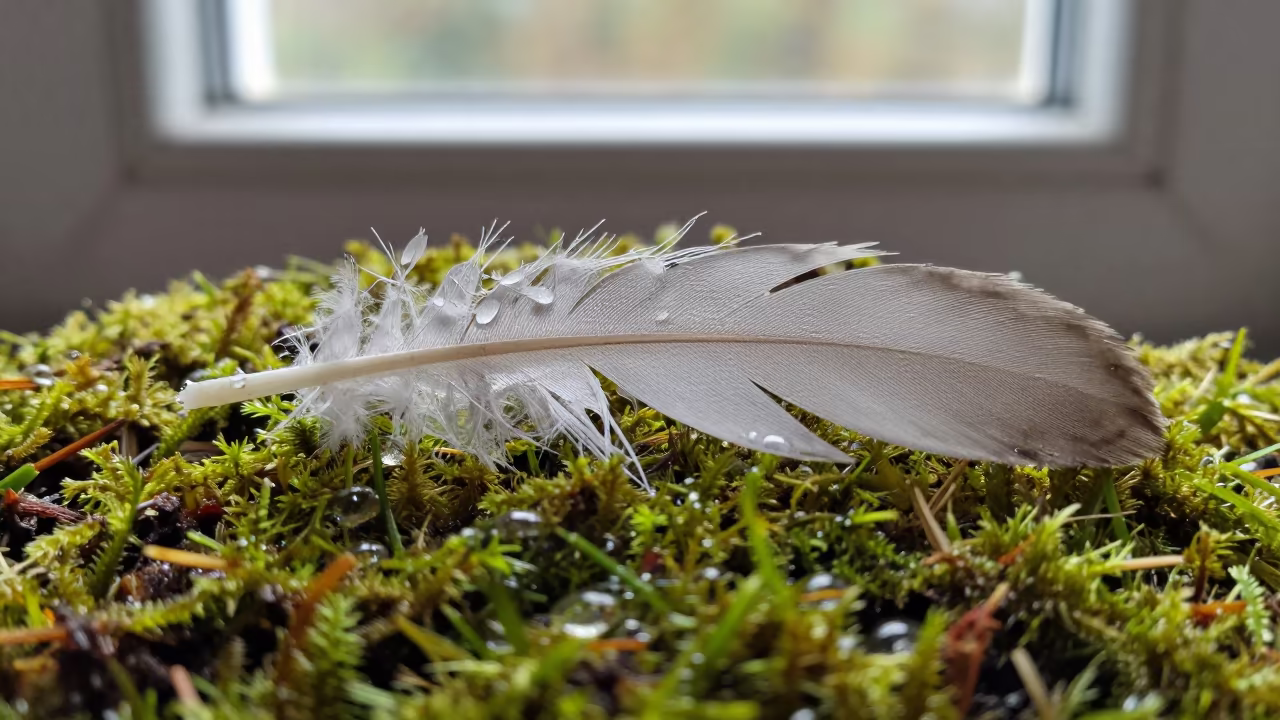 Dew on Moss Feather Vane Macro in on dew-soaked moss near Owerri