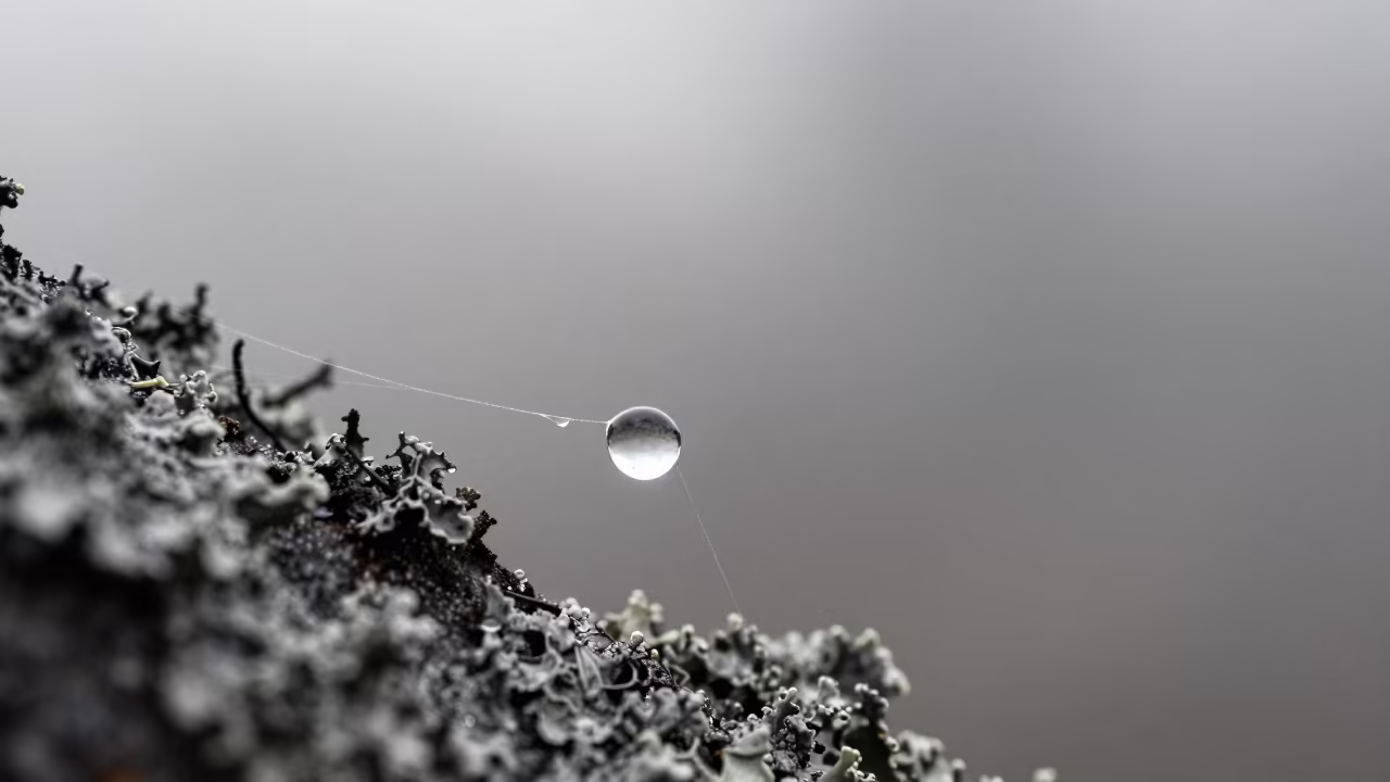 Dewdrop on Cobweb Reflecting Sky in on lichen-covered bark in Polokwane