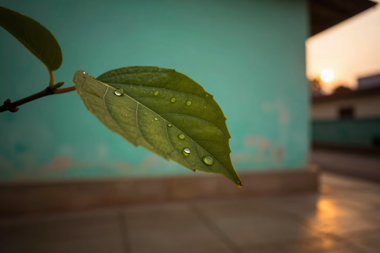 Dewdrop magnifies leaf vein turquoise wall in against weathered turquoise paint in Jammu