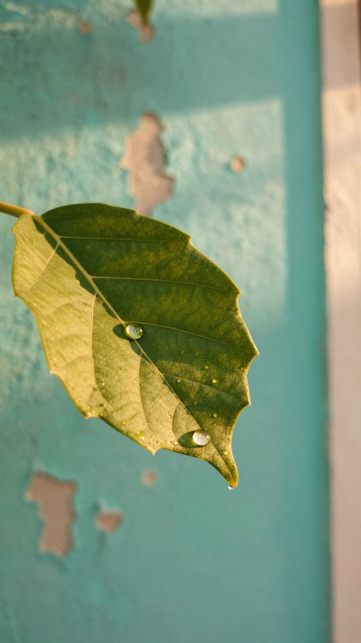 Dewdrop Magnifying Leaf Vein Turquoise Wall in against weathered turquoise paint in Santiago de Cuba