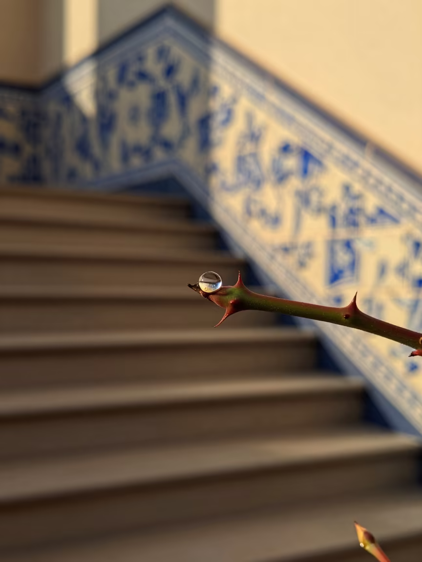 Dewdrop Prism on Rose Thorn in Tiled Hall in inside a tiled stair hall near Buenos Aires