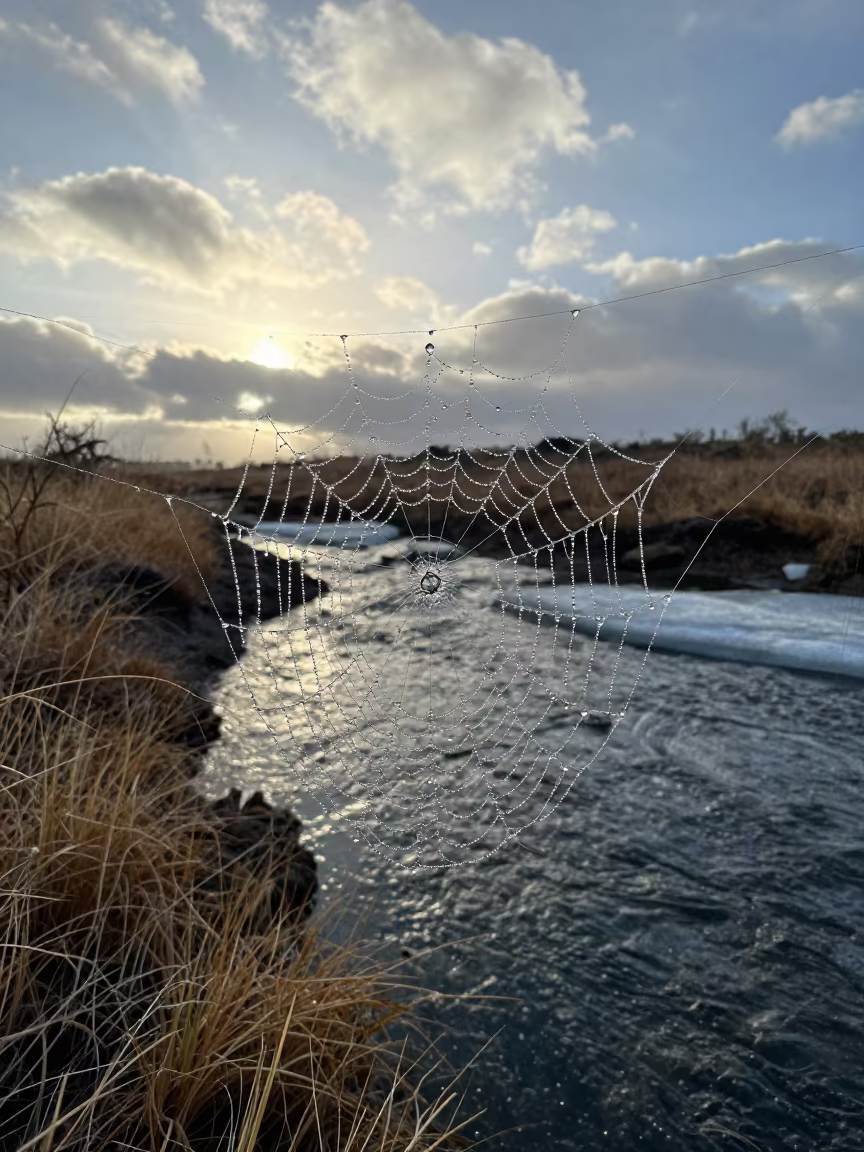 Dewdrop Reflections on Spider Web at Dawn in above a glacial stream near Conakry