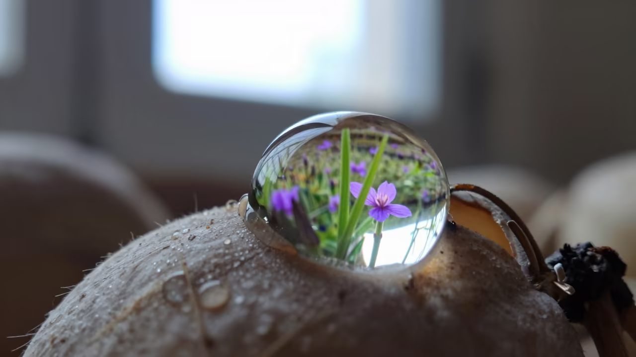 Dewdrop Refracting Wildflower Meadow Seed Pod in inside a seed pod split open in Ajaccio