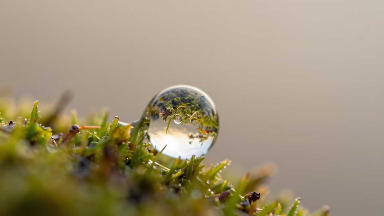 Dewdrop Refracts Wildflower Meadow at Sunset in on dew-soaked moss near Cabo San Lucas