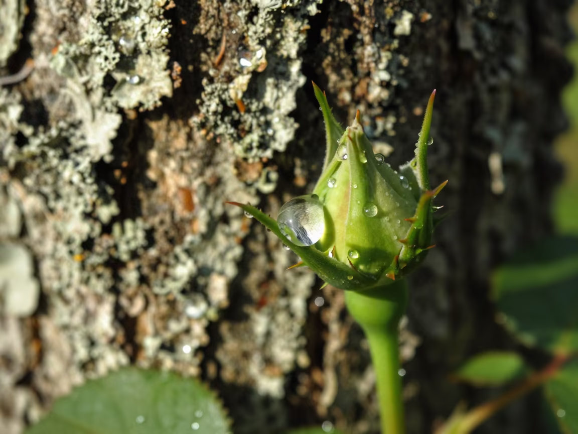 Dewdrop on Rose Thorn Lichen Bark Ouidah in on lichen-covered bark near Ouidah