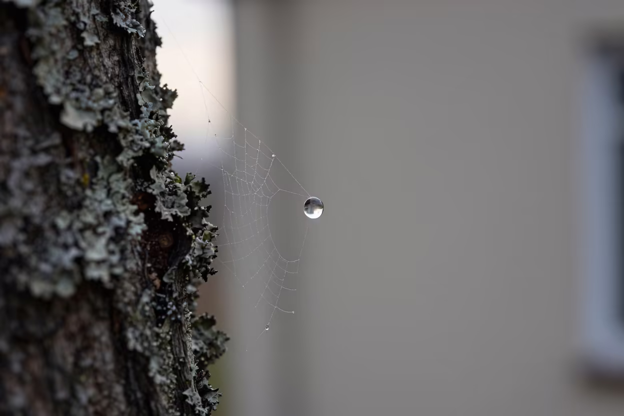 Dewdrop on Winter Cobweb Reflecting Sky in on lichen-covered bark in Fukuoka