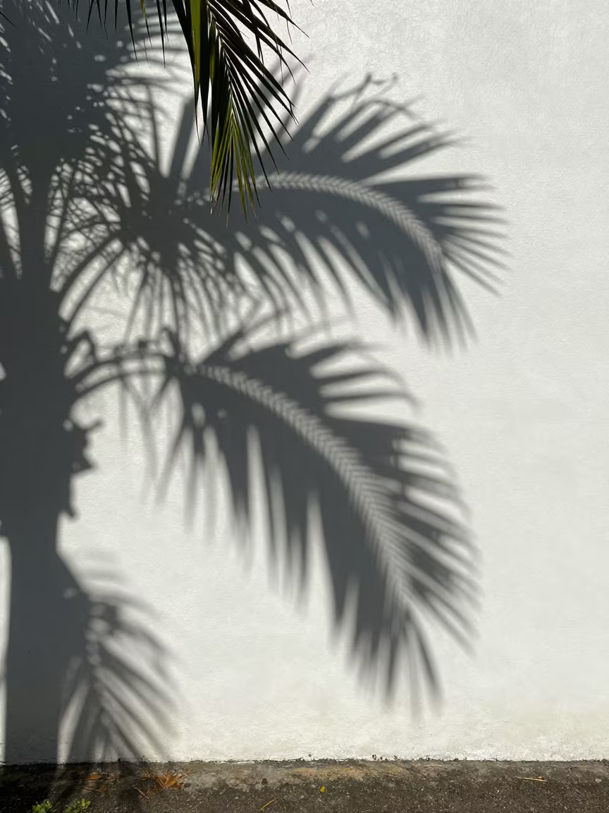 Diagonal Palm Shadows on Queensland Wall in in Queensland