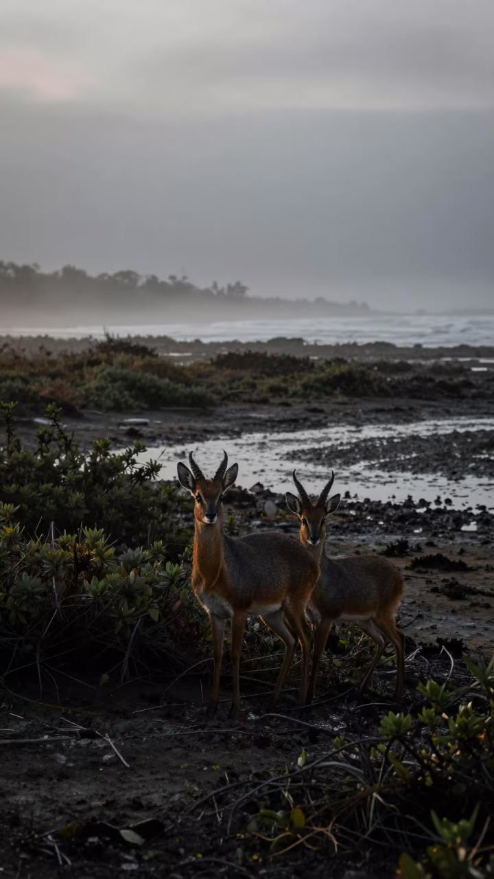 Dik-dik Pair in Colombian Tidal Dawn Fog in beside a tidal inlet in Colombia
