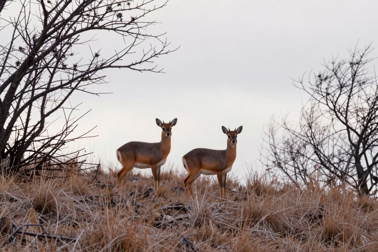 Dik-dik Pair with Large Eyes on Maryland Ridge in on a wind-scoured ridge in Maryland