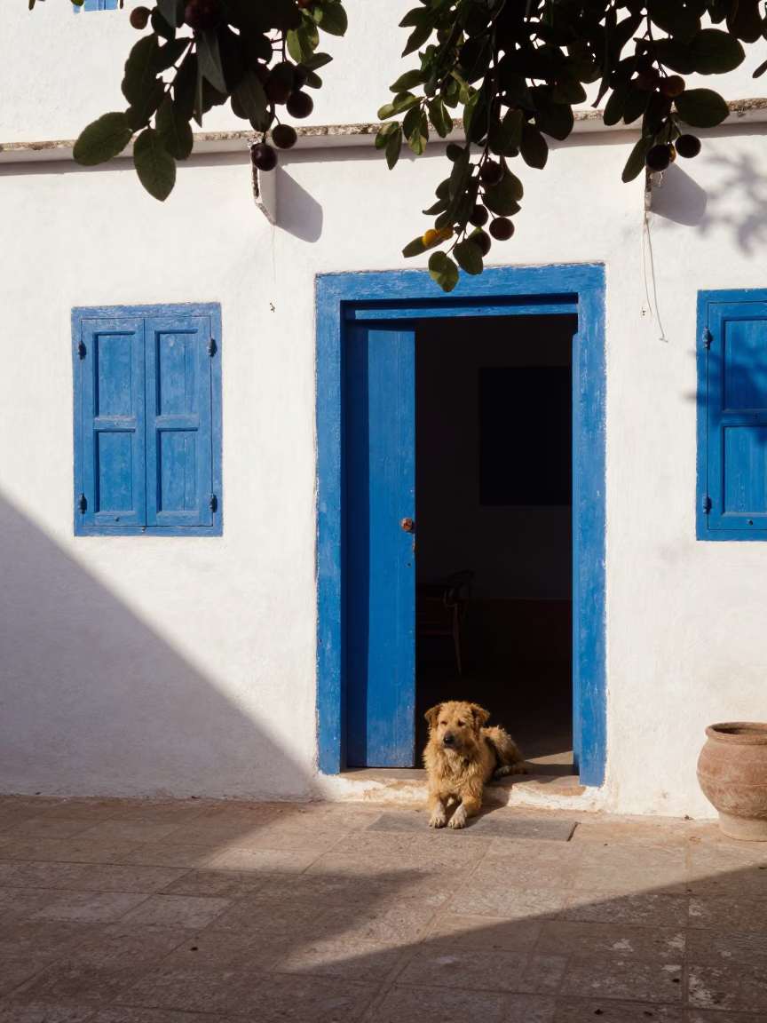 Dog just after sunrise in Essaouira in in Essaouira, Morocco