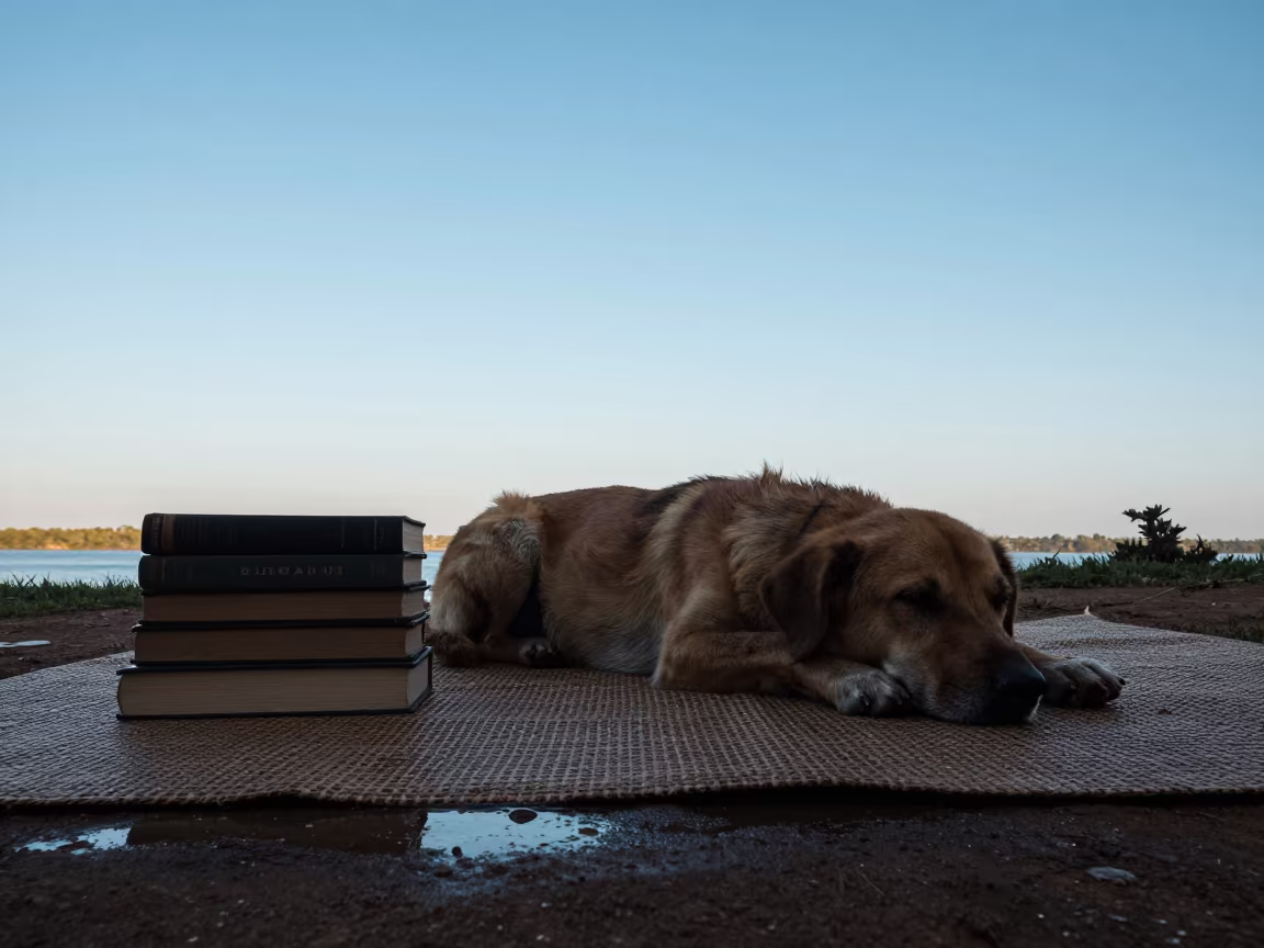 Dog Resting Near Books By Water in near Huambo