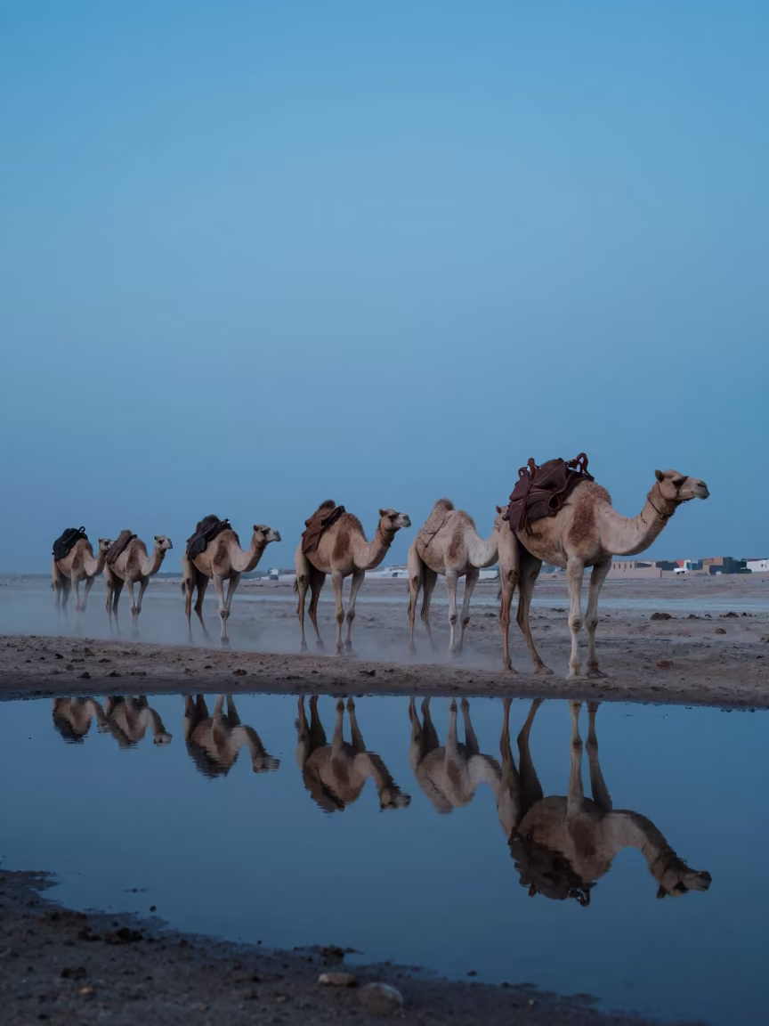 Doha Camel Caravan Dusk Reflections in near Doha
