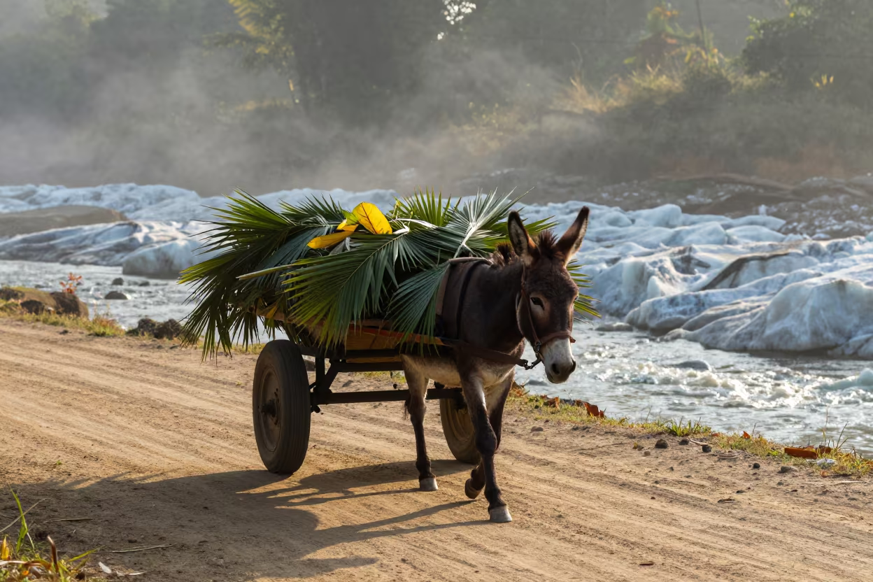 Donkey Cart Palm Fronds Glacial Stream Kerala Dawn in above a glacial stream in Kerala
