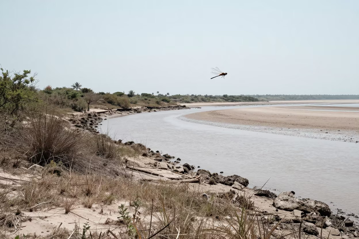 Dragonfly Hovering Over Tidal Pond in Dry Season in beside a tidal inlet near Cochabamba
