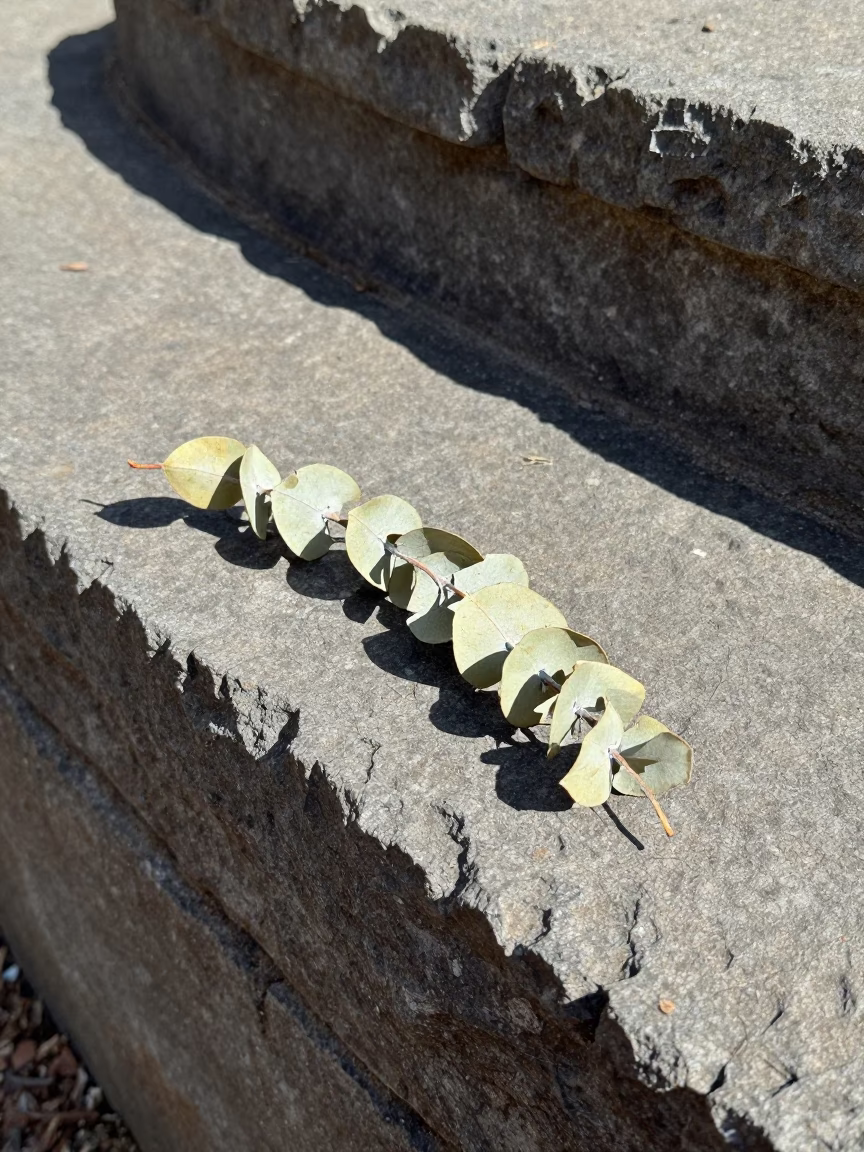 Dried Eucalyptus Sprig in Sydney in in Sydney, Australia