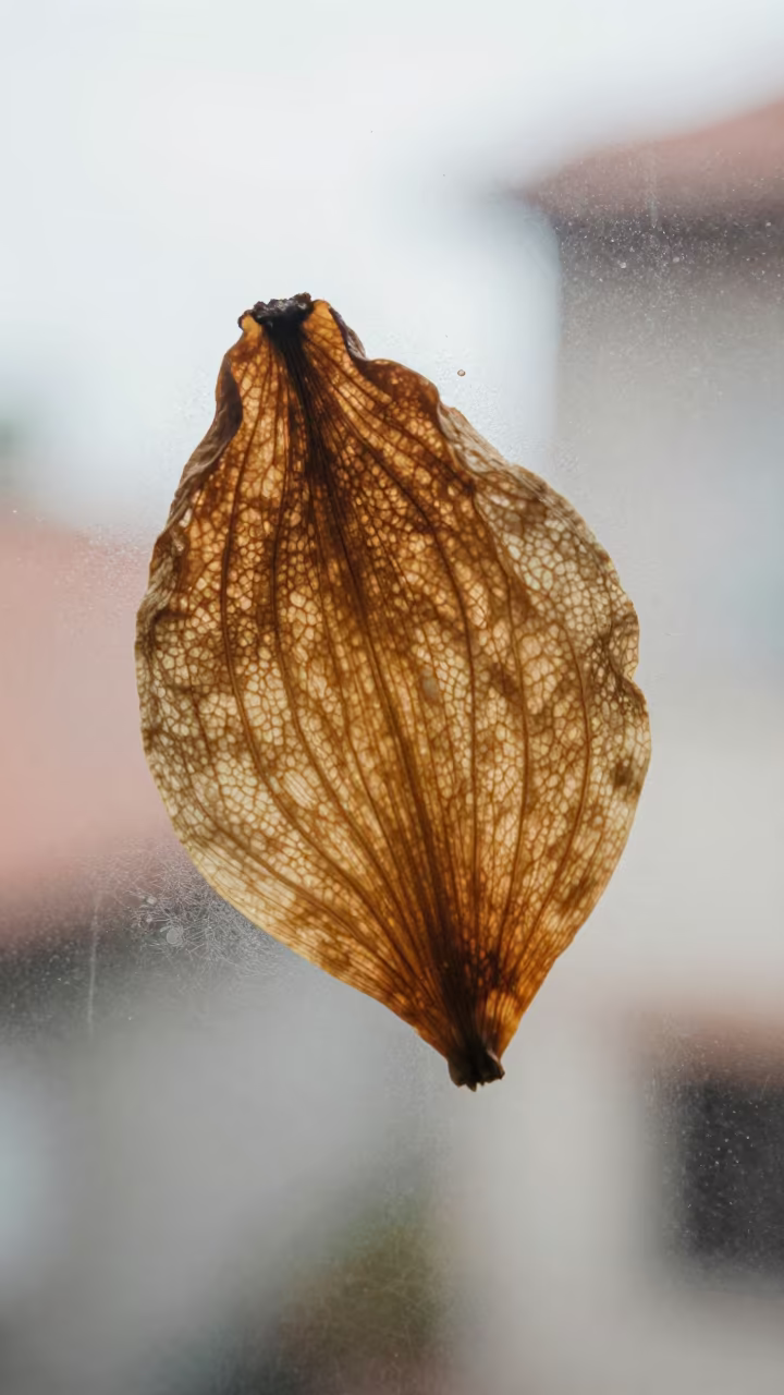 Dried Petal Cell Structure Malacca Window in along a frost-edged windowpane in Malacca