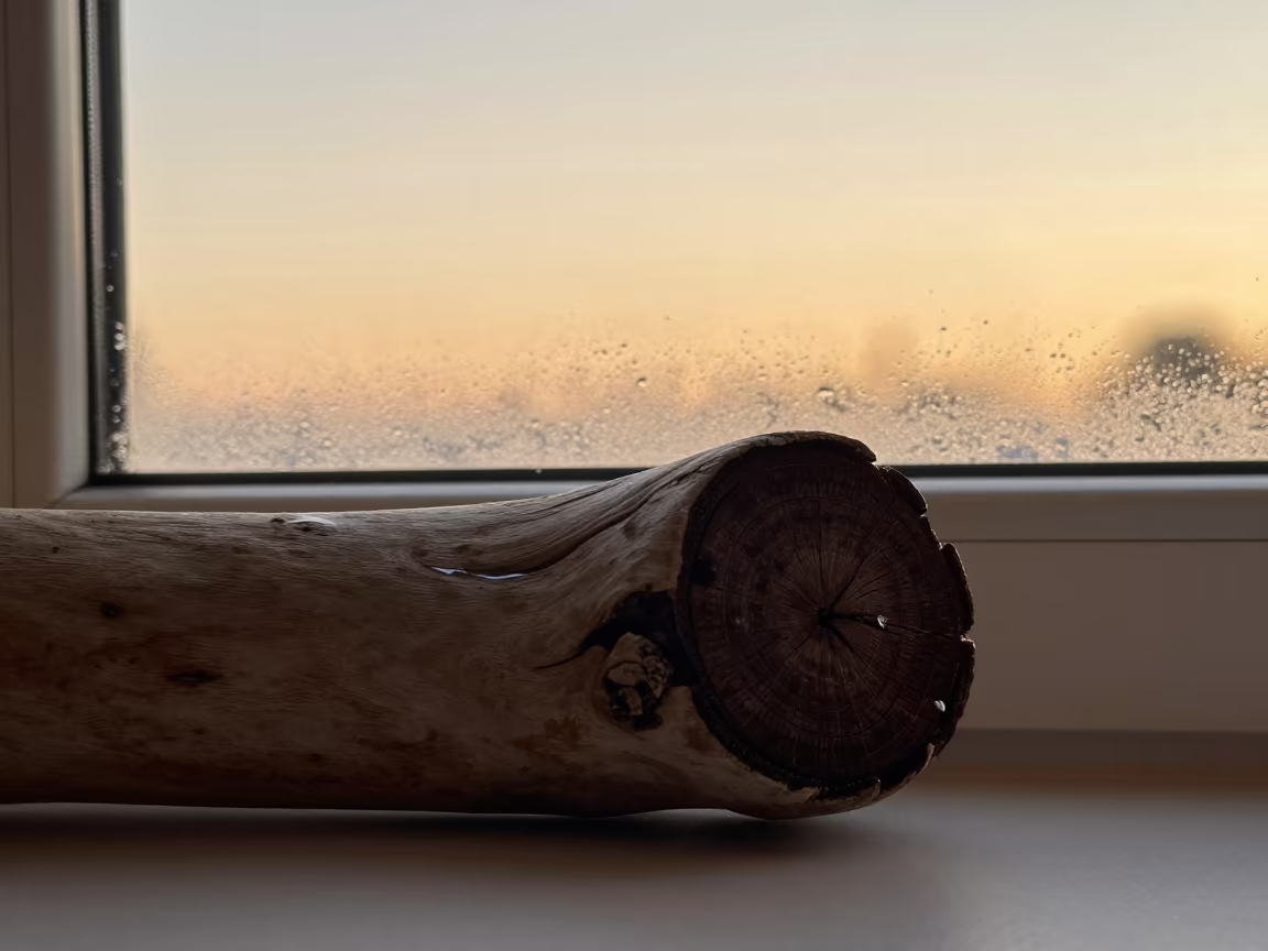 Driftwood Rings in Golden Sunset Light in along a frost-edged windowpane near Glebe, Sydney