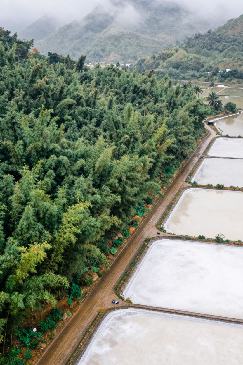 Drone View Bamboo Forest Vietnam Rainy Season in high over salt ponds and causeways in Vietnam