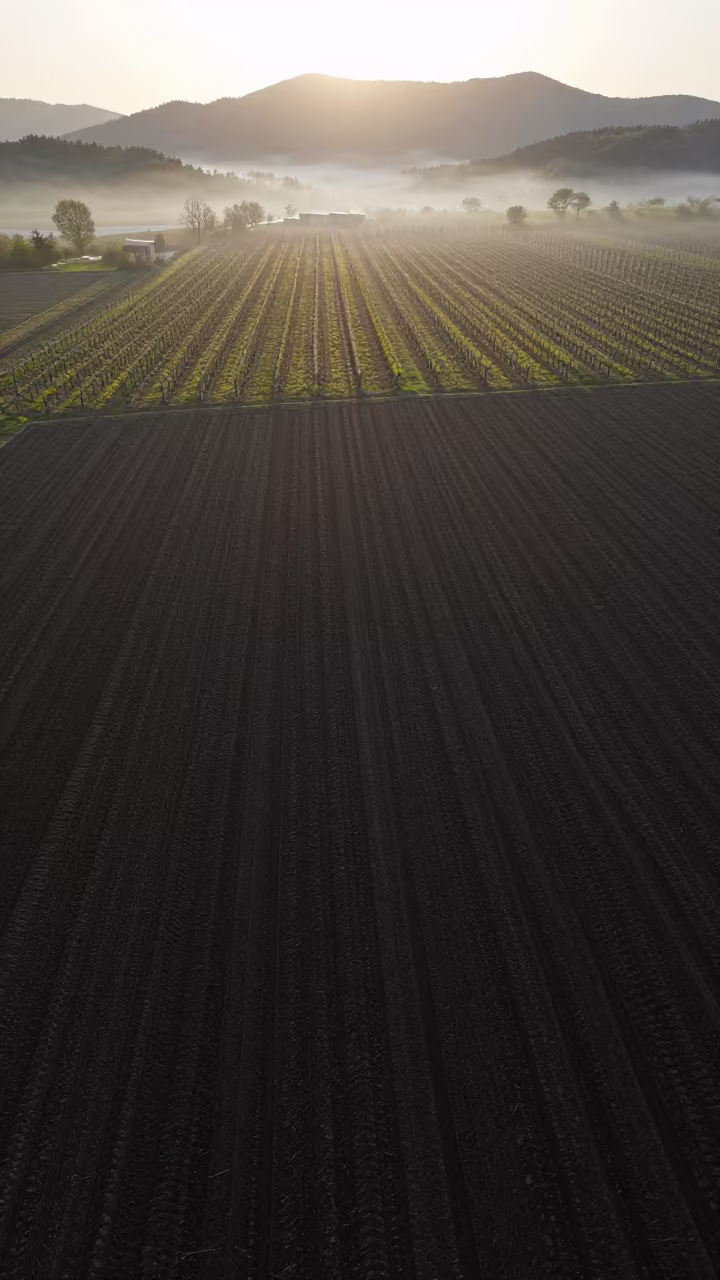 Drone View of Plowed Earth Furrows Night in between vineyard trellises near Ulsan