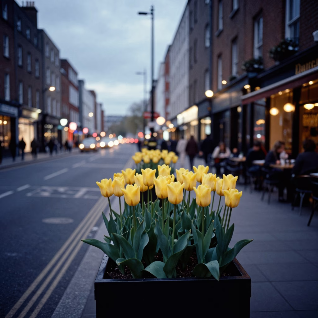 Dublin Evening Street Scene with Tulips and City Lights in Ireland in in Dublin, Ireland