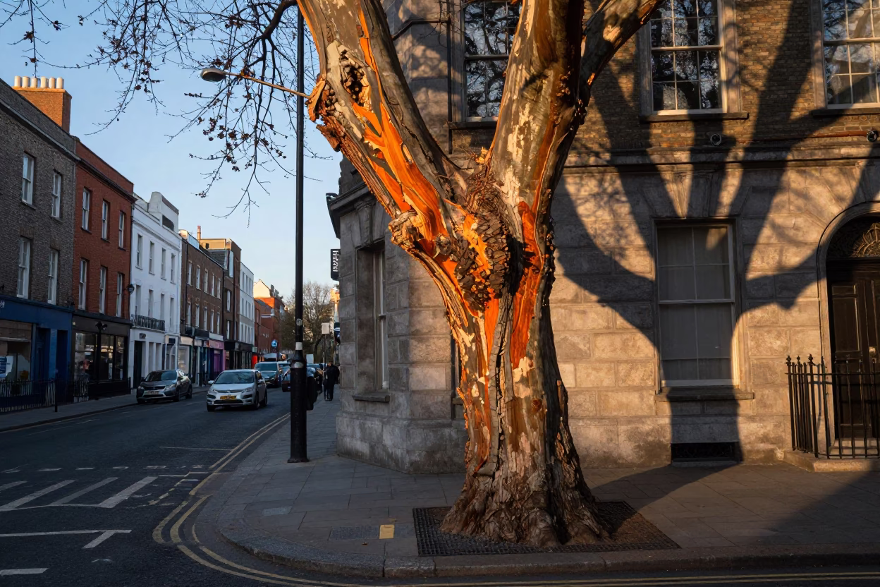 Dublin Ireland Golden Hour Street Scene with Cork Oak Bark and Urban Details in in Dublin, Ireland