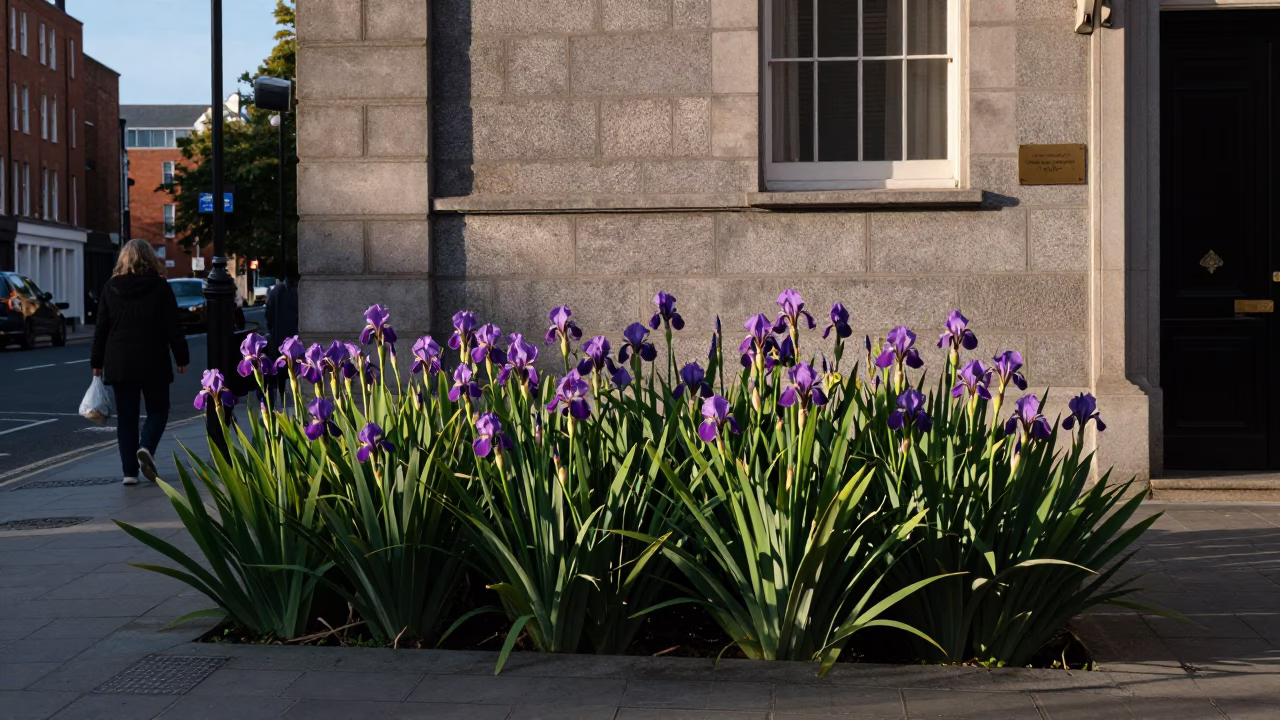 Dublin Ireland late afternoon street scene with wild iris and traditional architecture in in Dublin, Ireland