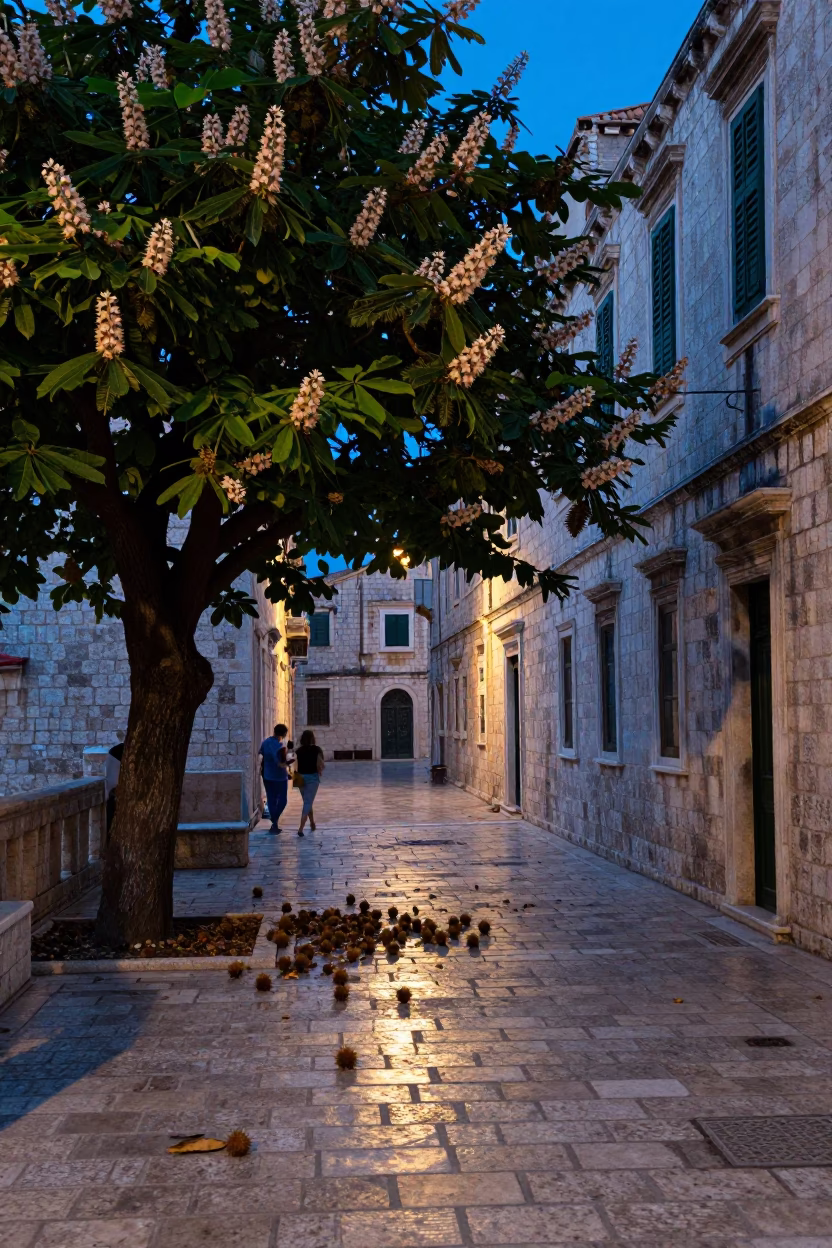 Dubrovnik Croatia Evening Street Scene with Chestnut Tree Husks and Local Interaction in in Dubrovnik, Croatia