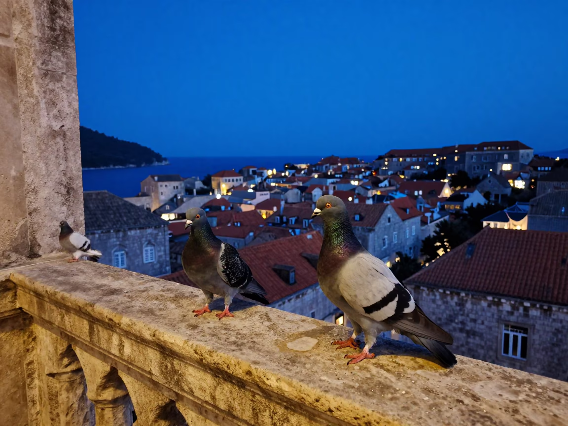 Dubrovnik Light Pigeons at The Last Blue Light Of Evening in in Dubrovnik, Croatia