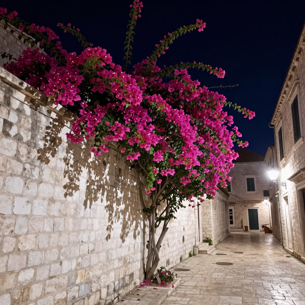 Dubrovnik Night Street Scene with Bougainvillea Cascade Over White Wall Under Deep Sky in in Dubrovnik, Croatia