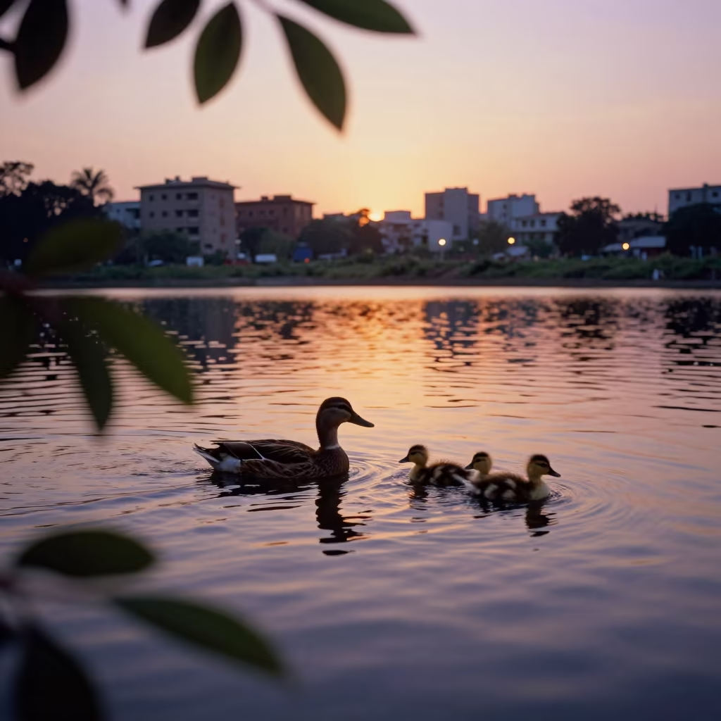 Duck Family on Navi Mumbai Pond at Sunset in in Navi Mumbai