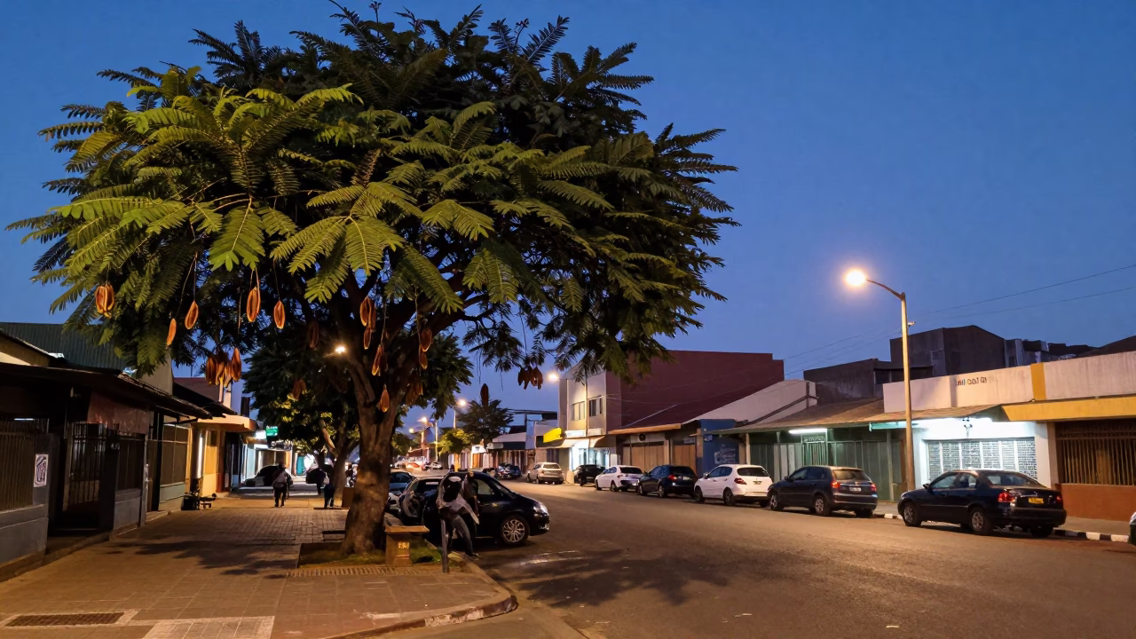 Durban indigo twilight street scene with tamarind tree and local market activity in in Durban, South Africa