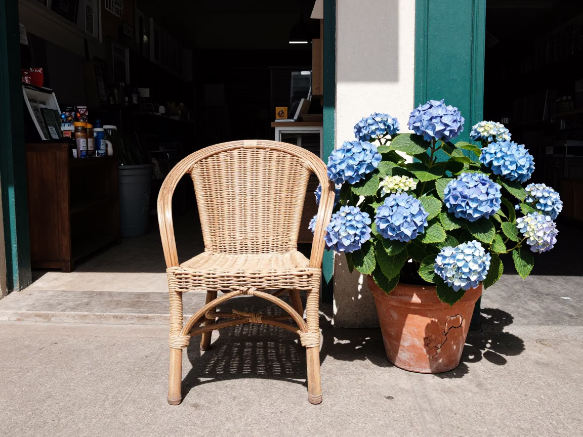 Durban South Africa Noon Street Scene with Hydrangeas and Wicker Chair in in Durban, South Africa