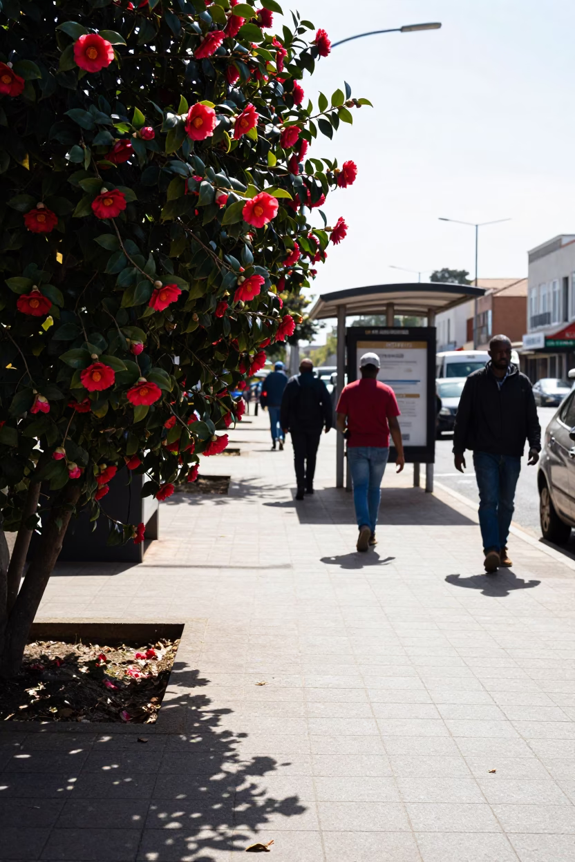 Durban South Africa Noon Street Scene with Red Camellia and Urban Context in in Durban, South Africa