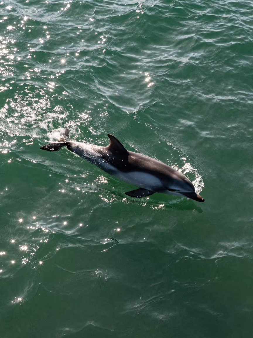 Dusky Dolphin Breaking Noon Waves in in New Zealand