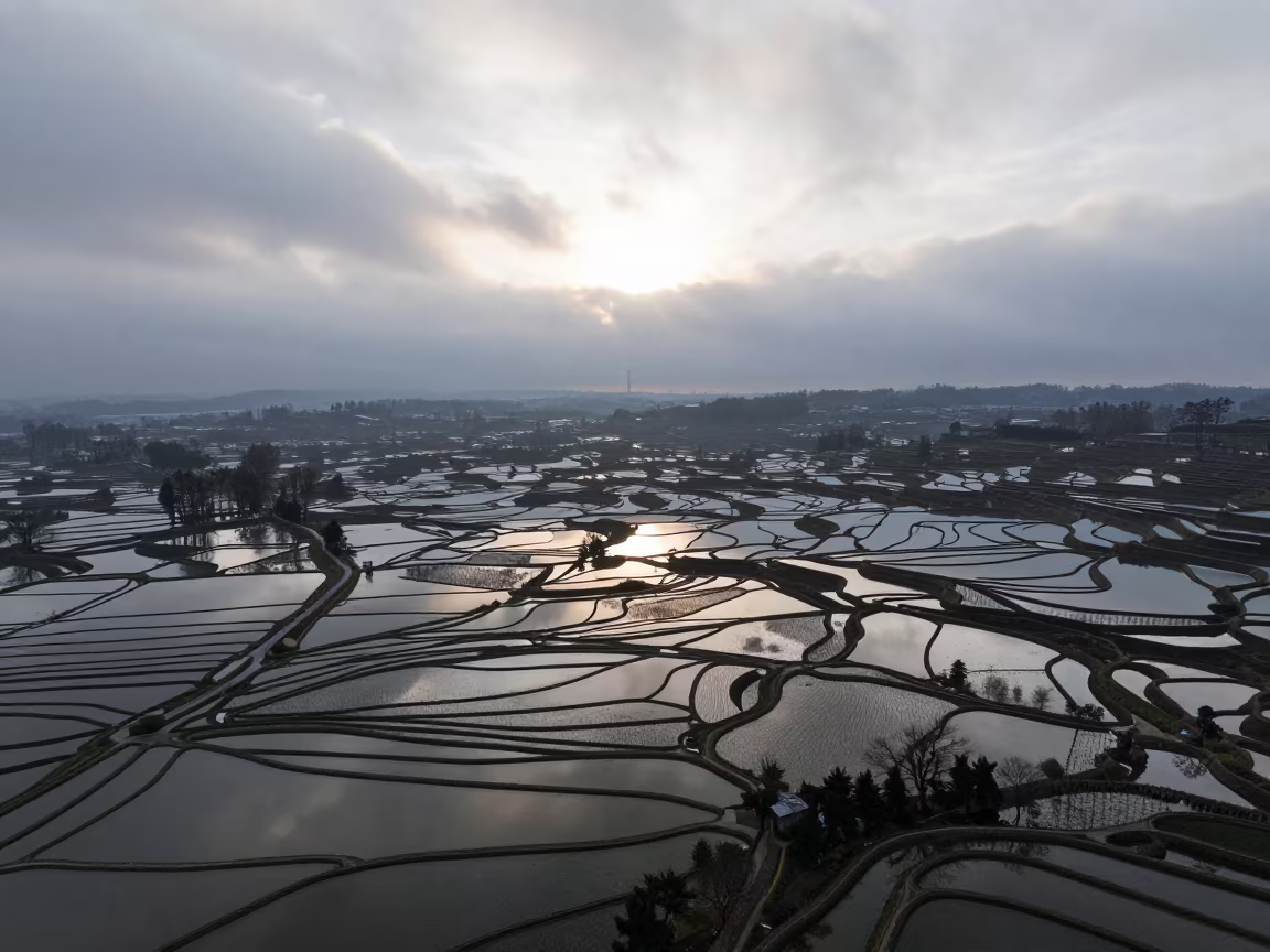 Dutch Rice Terraces Winter Dawn Overcast in across a wide valley floor in Netherlands