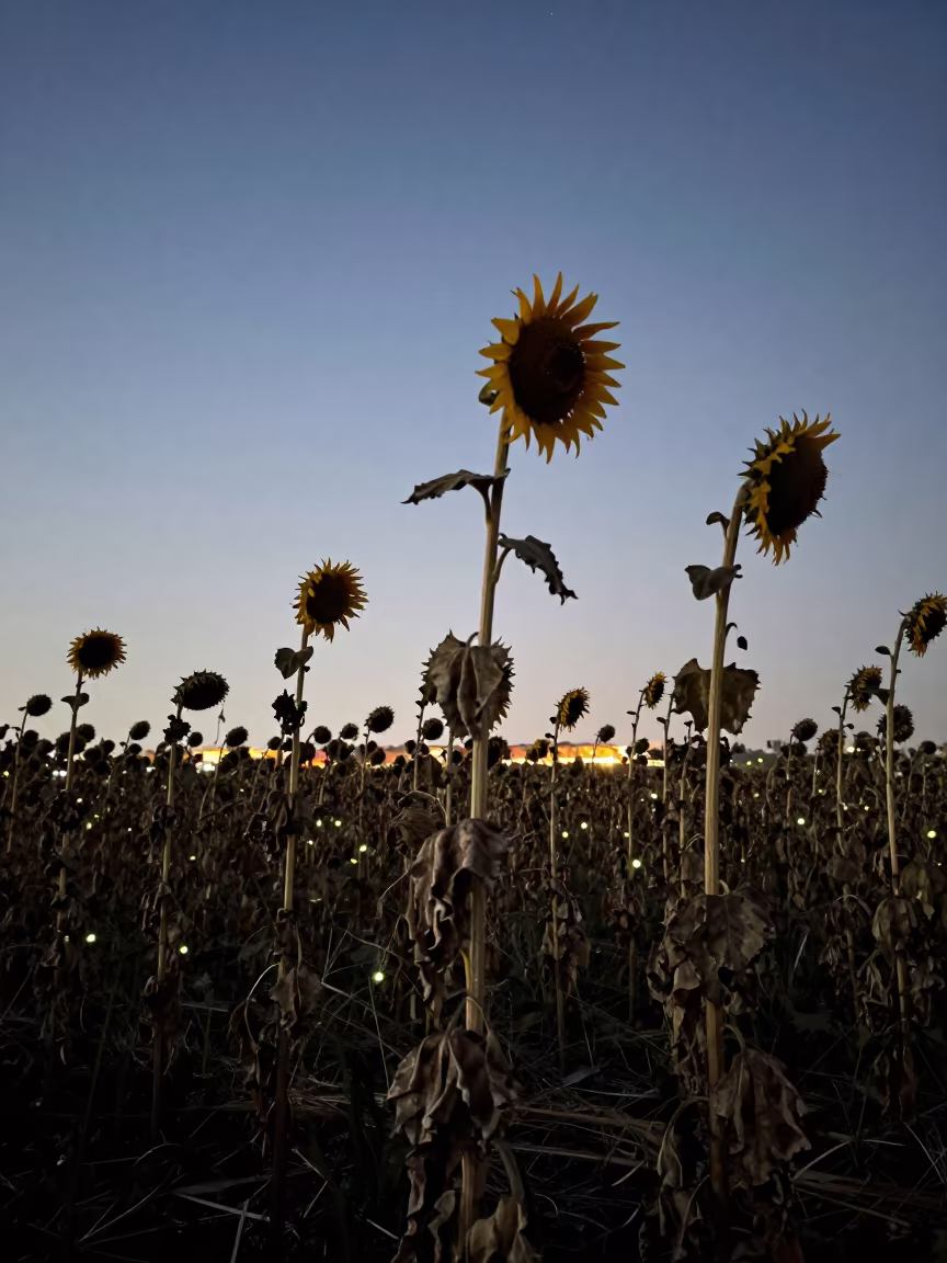 Dutch Winter Fireflies Among Sunflowers at Twilight in under the clearest stretch of sky in Netherlands