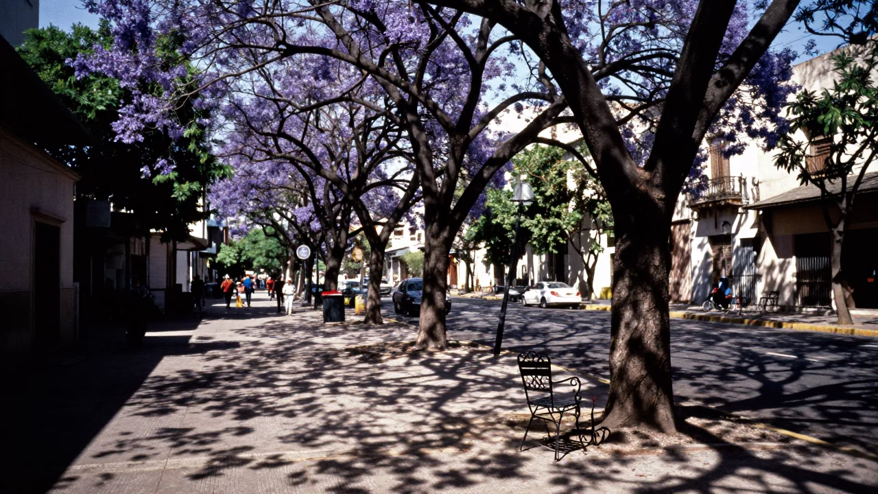Early Afternoon Buenos Aires Street Scene with Leaf Shadows and Urban Details in in Buenos Aires, Argentina