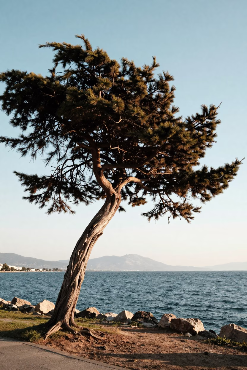 Early Afternoon Coastal Wind Twisted Cedar Tree in Izmir in in Izmir, Turkey