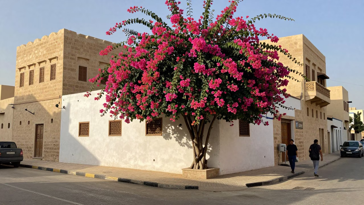 Early afternoon street scene in Muscat Oman with bougainvillea and traditional architecture in in Muscat, Oman