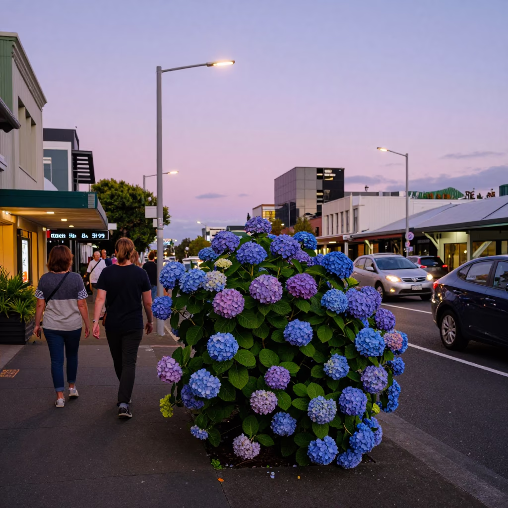 Early Evening Auckland Street Scene with Hydrangea Bush and Vintage Shop Display in in Auckland, New Zealand